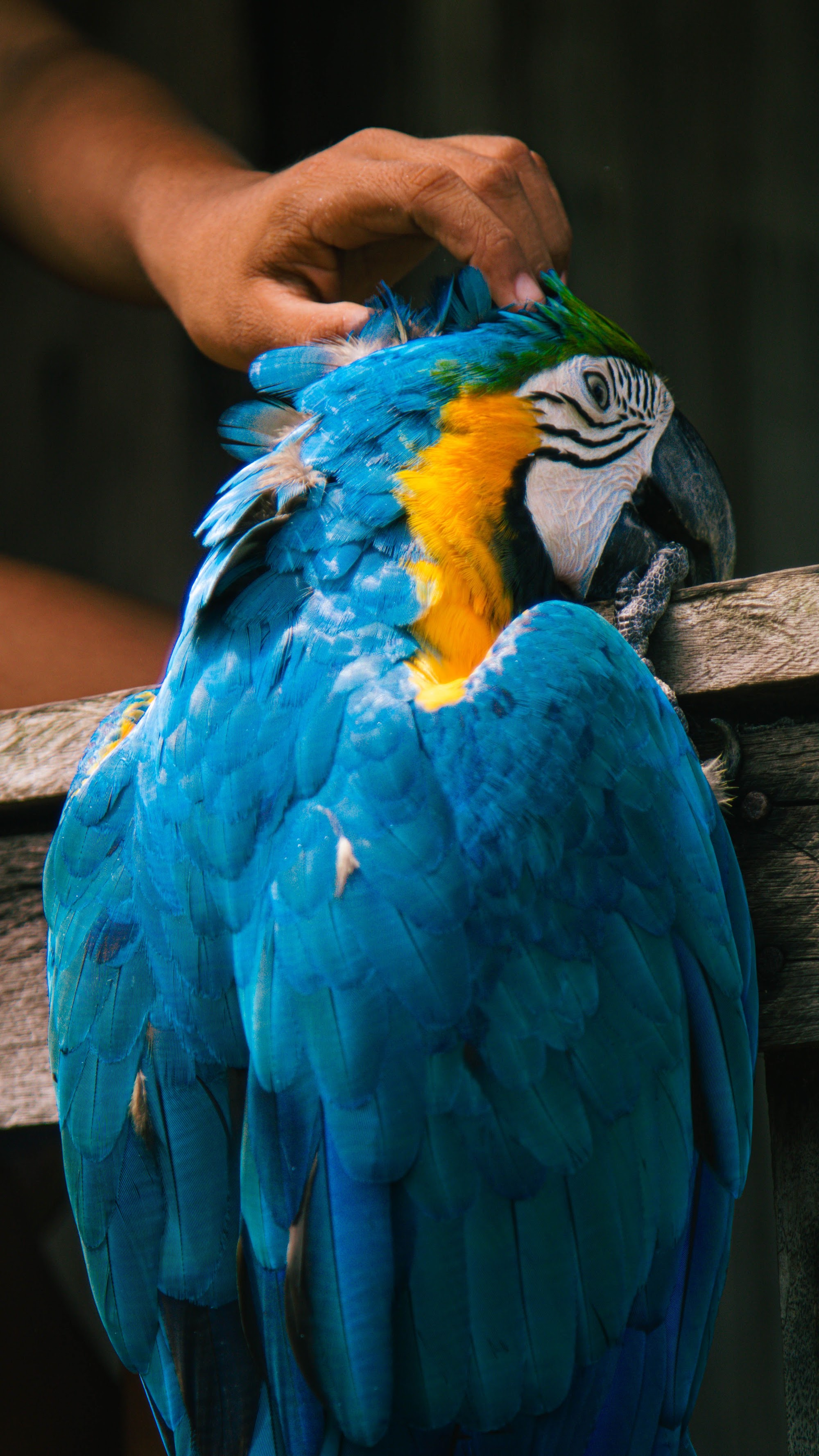 Blue-and-yellow macaw in the Amazon
