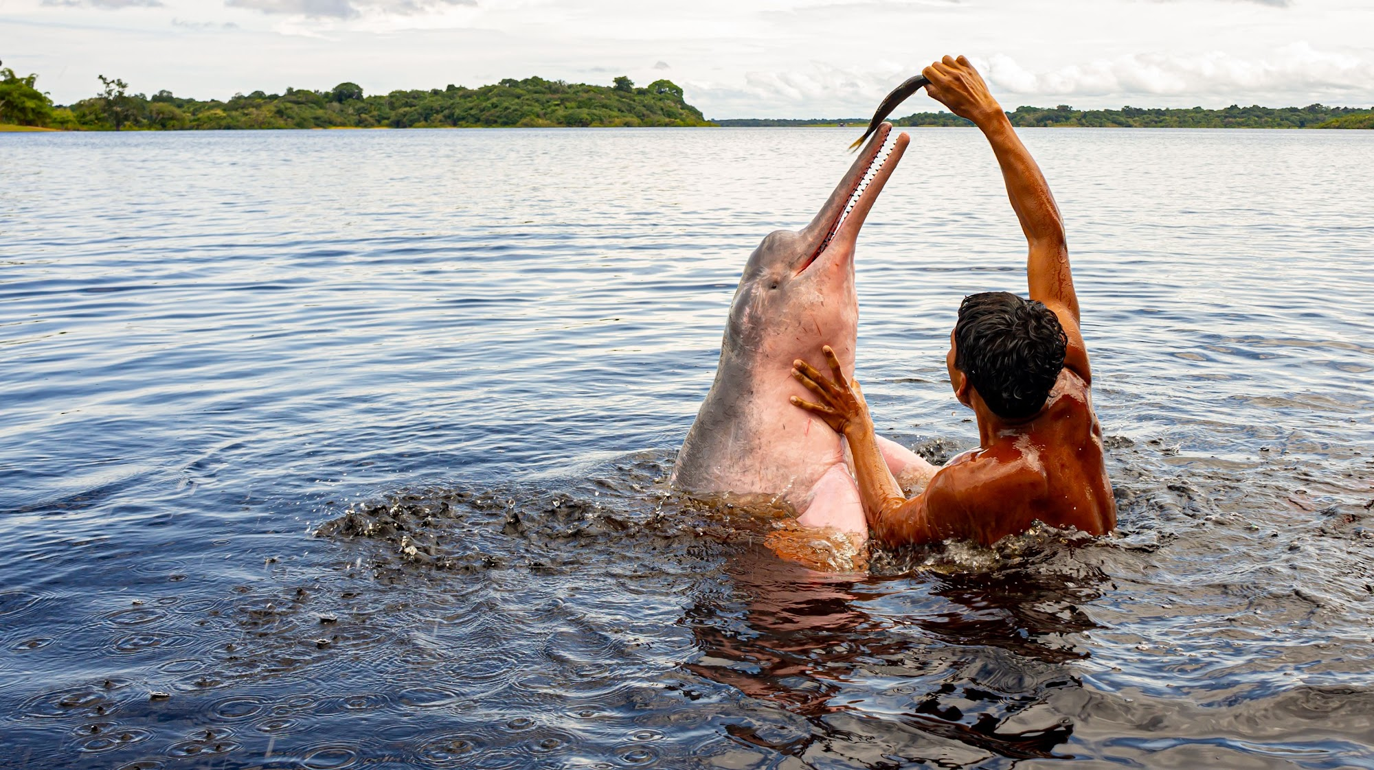 Amazon pink river dolphin emerging beside a guide in the water