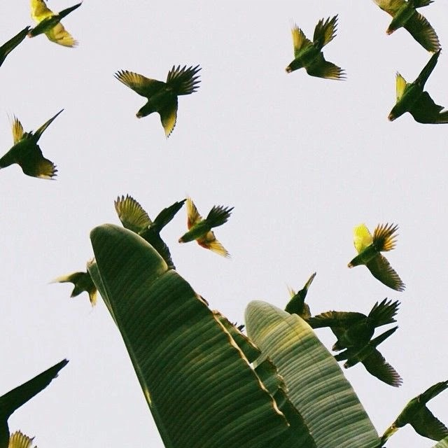 Green parrots flying above Amazon vegetation during birdwatching