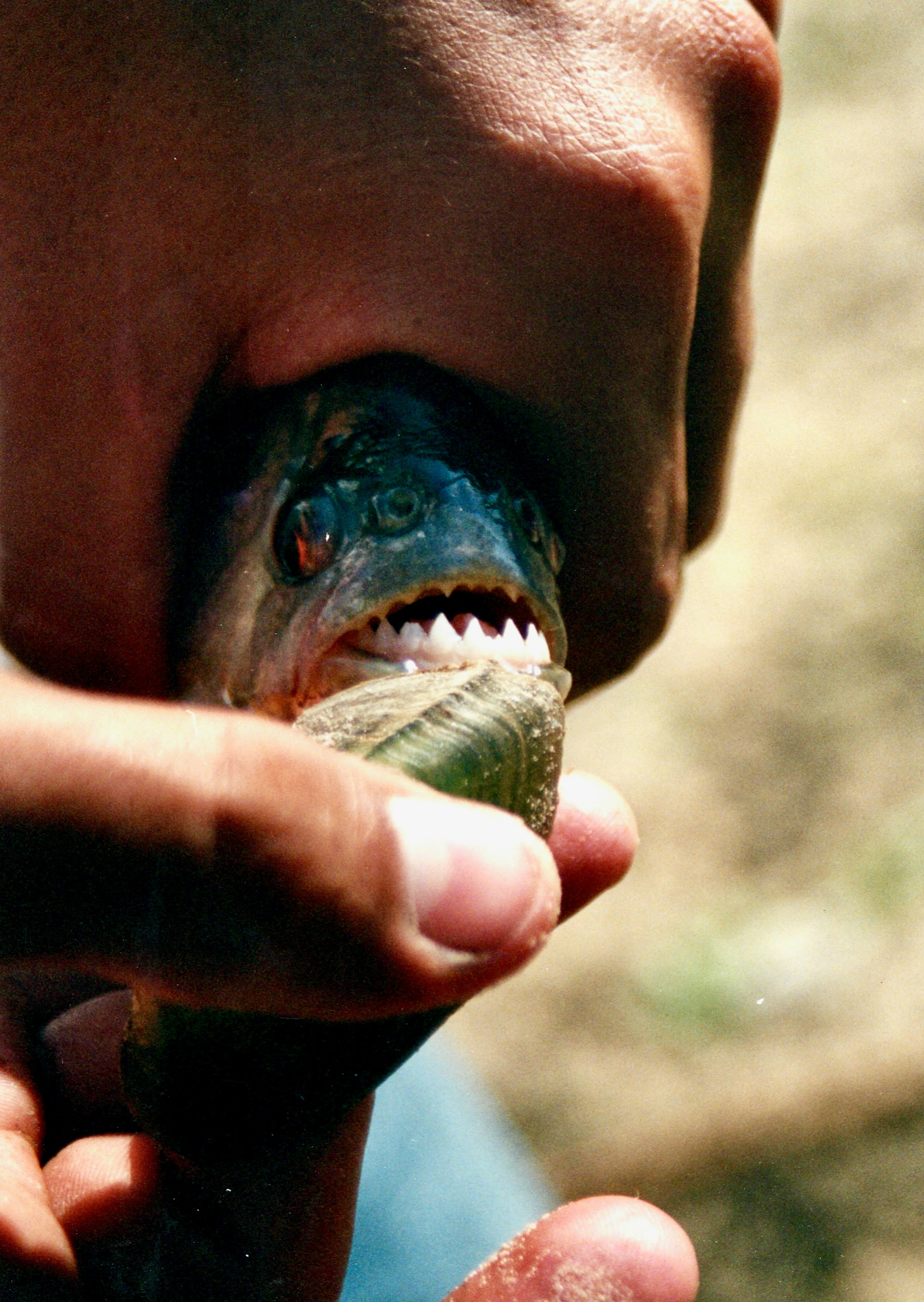 A piranha held during a fishing activity