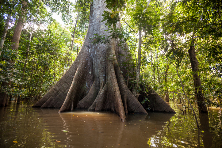 Giant sumaúma tree rising from the Amazon waterway